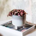 Sass & Belle Mojave Glaze Grey Planter