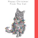 Happy Christmas From The Cat Card